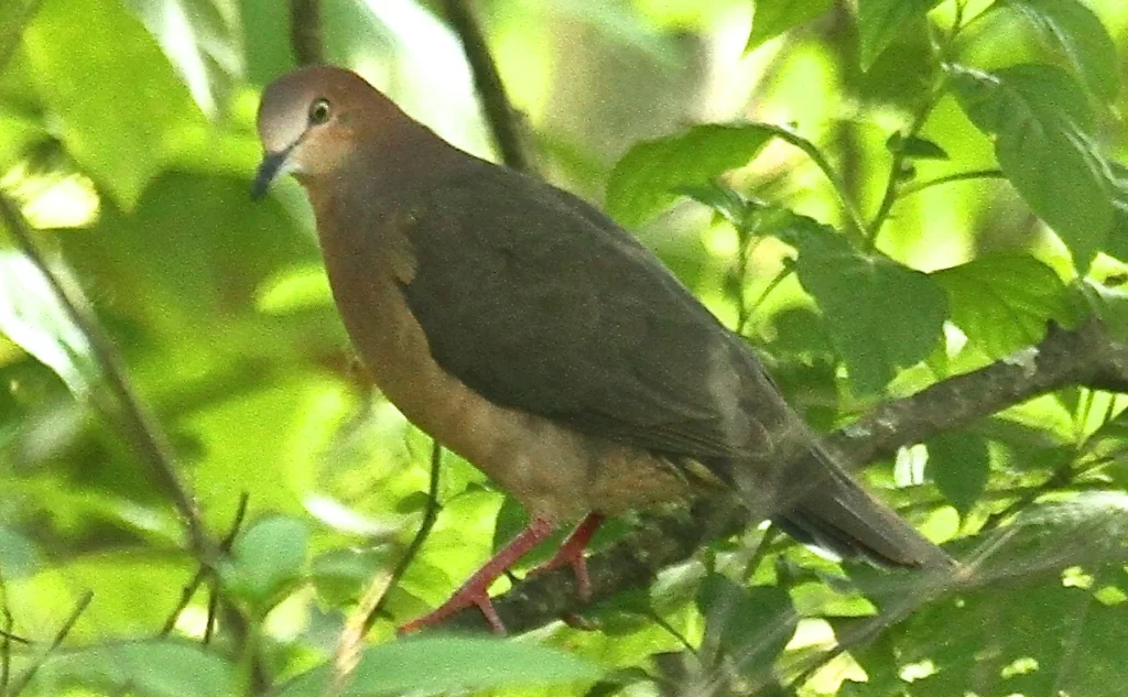 赭腹棕翅鸠(Leptotila ochraceiventris)