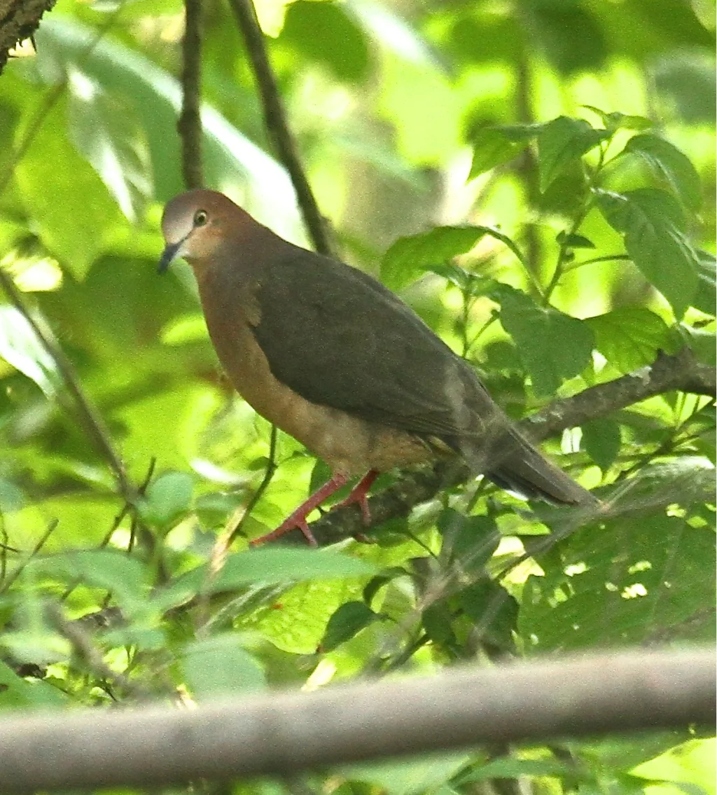 赭腹棕翅鸠(Leptotila ochraceiventris)