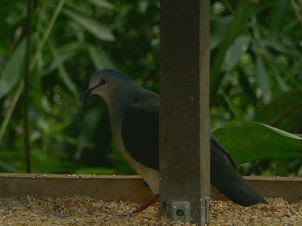 灰头棕翅鸠(Leptotila plumbeiceps)