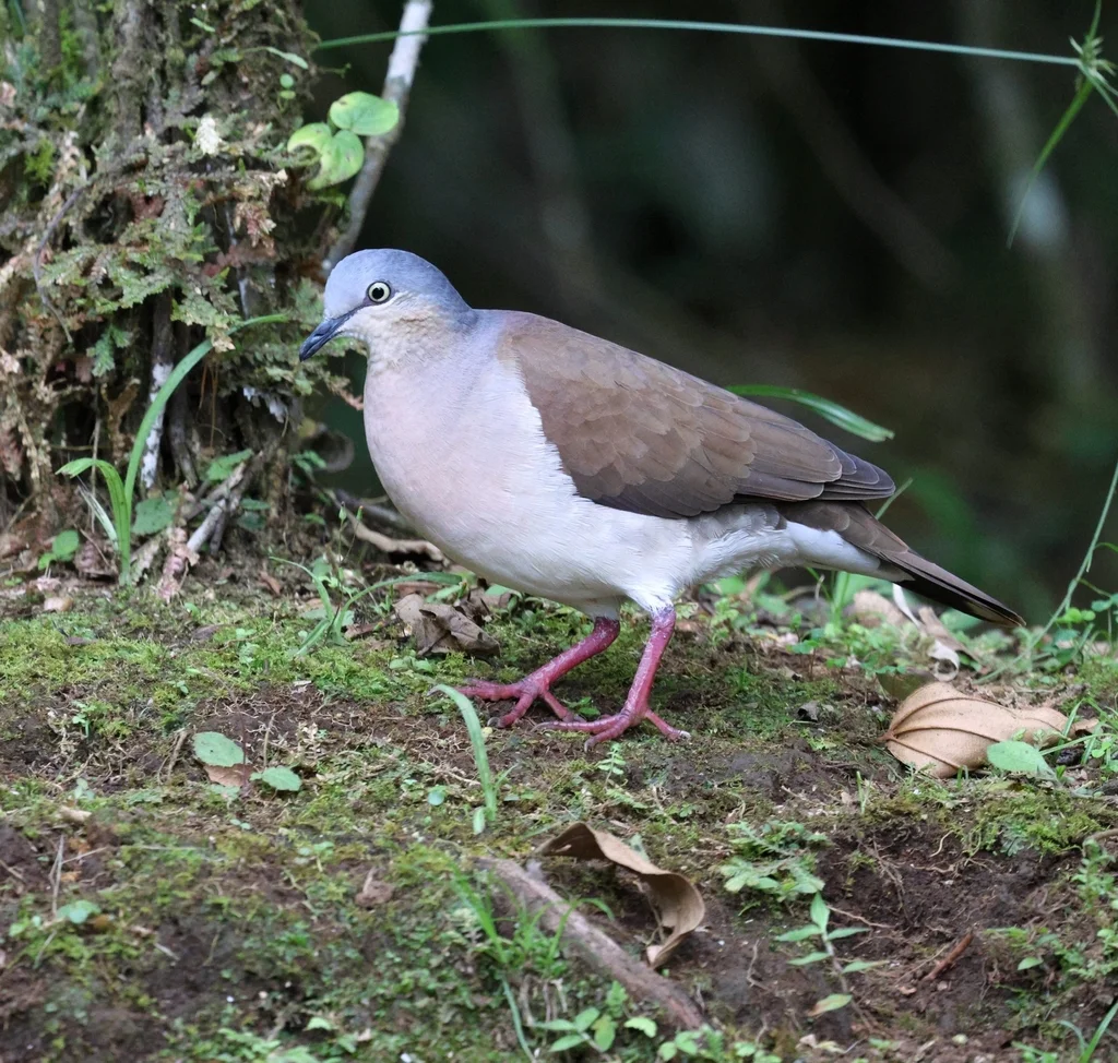 灰头棕翅鸠(Leptotila plumbeiceps)