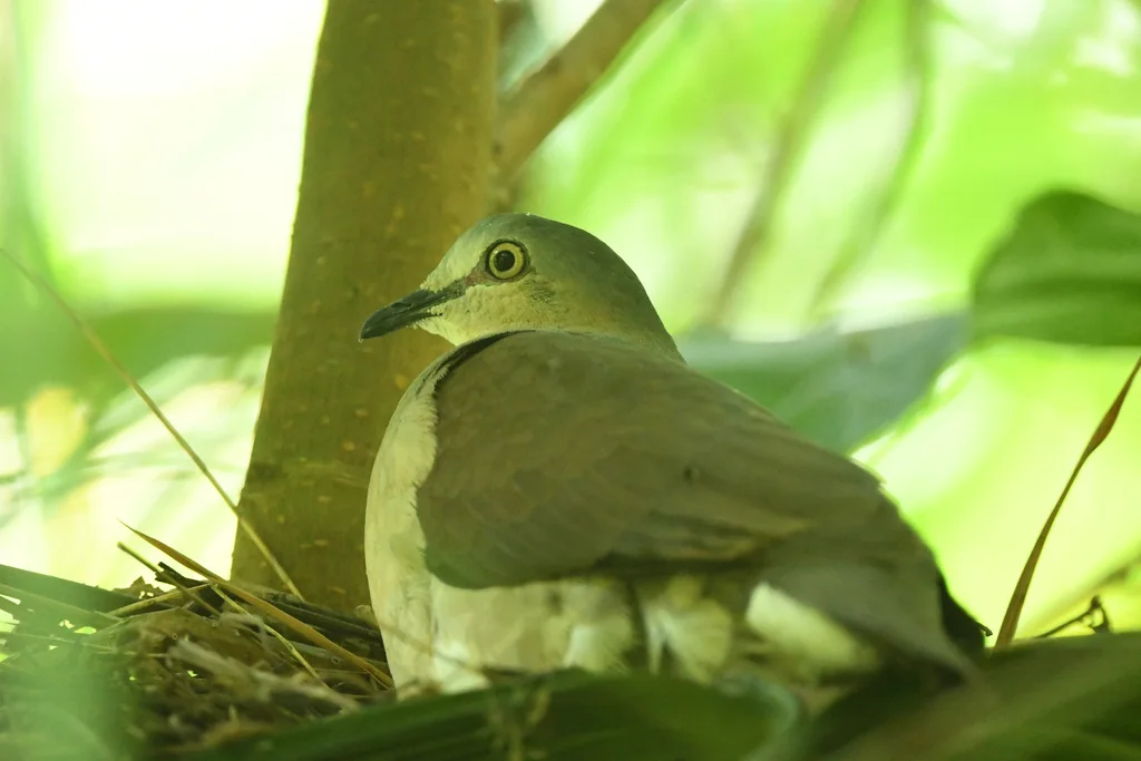 灰头棕翅鸠(Leptotila plumbeiceps)