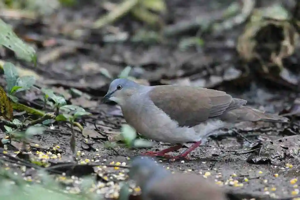 灰头棕翅鸠(Leptotila plumbeiceps)