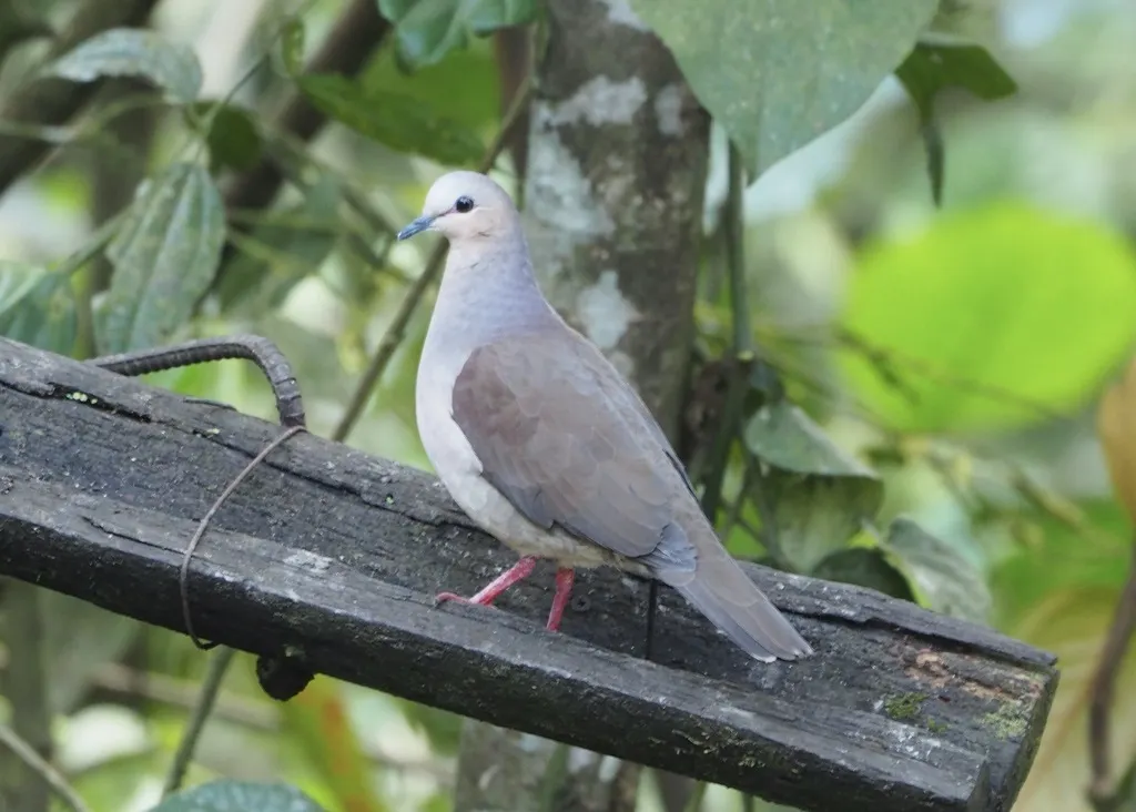 灰额棕翅鸠(Leptotila rufaxilla)