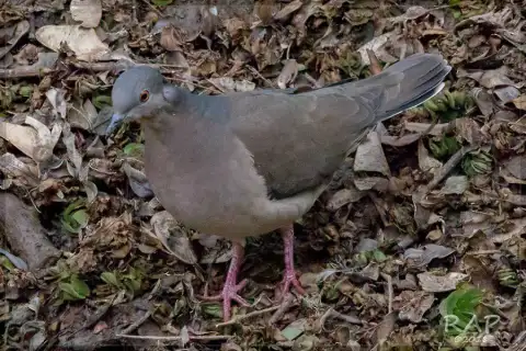 白额棕翅鸠