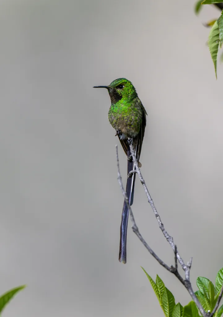 绿带尾蜂鸟(Lesbia nuna)