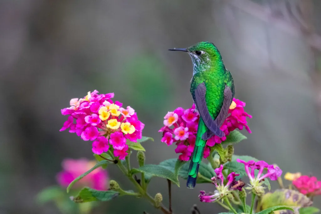 绿带尾蜂鸟(Lesbia nuna)