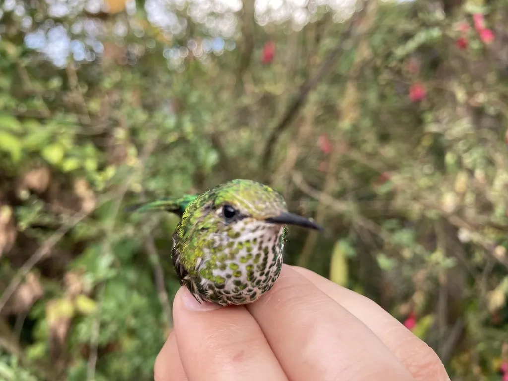 绿带尾蜂鸟(Lesbia nuna)