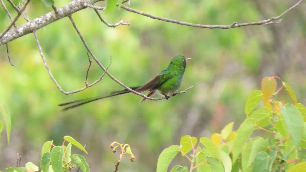 绿带尾蜂鸟(Lesbia nuna)