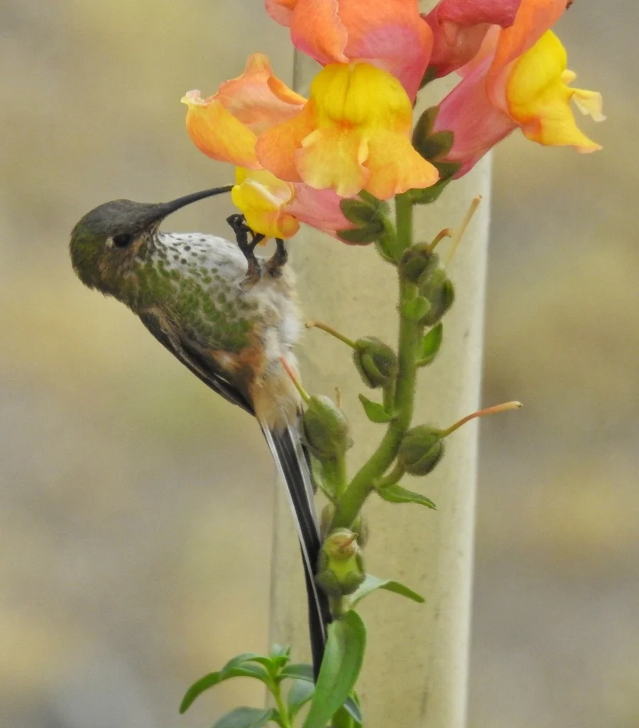 黑带尾蜂鸟（Lesbia victoriae）
