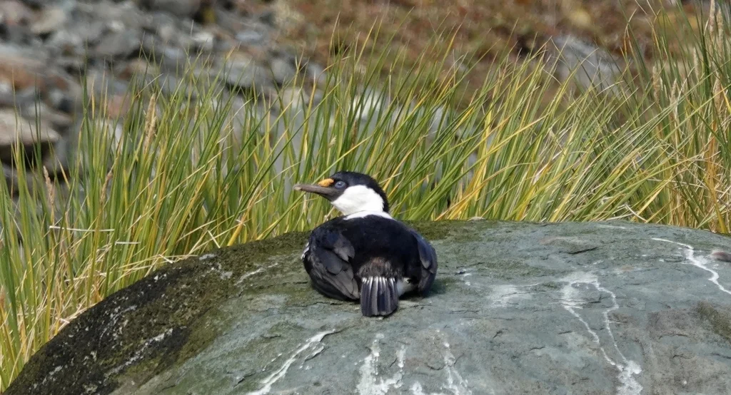 蓝眼鸬鹚(Leucocarbo atriceps)