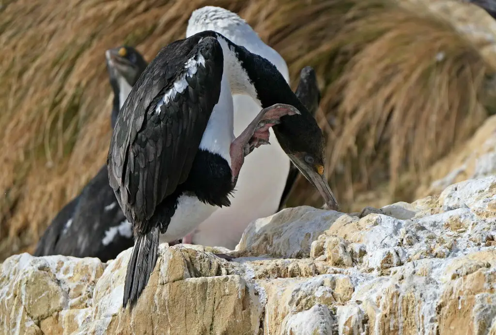 毛脸鸬鹚(Leucocarbo carunculatus)
