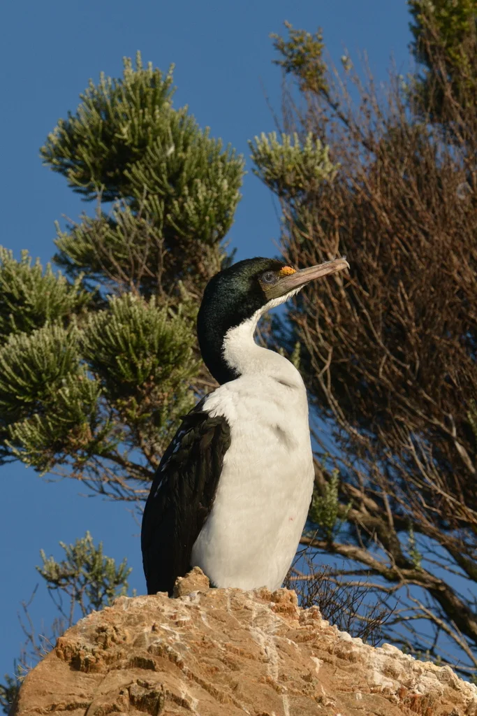 毛脸鸬鹚(Leucocarbo carunculatus)