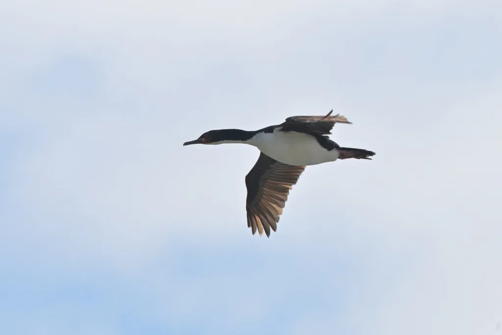 奥岛鸬鹚(Leucocarbo colensoi)