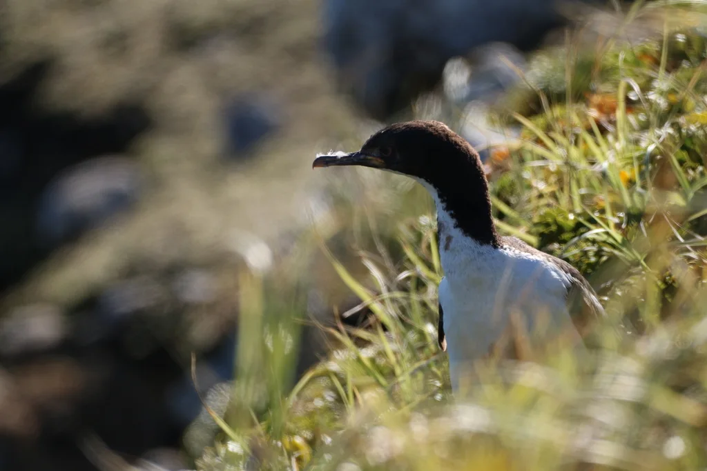 奥岛鸬鹚(Leucocarbo colensoi)