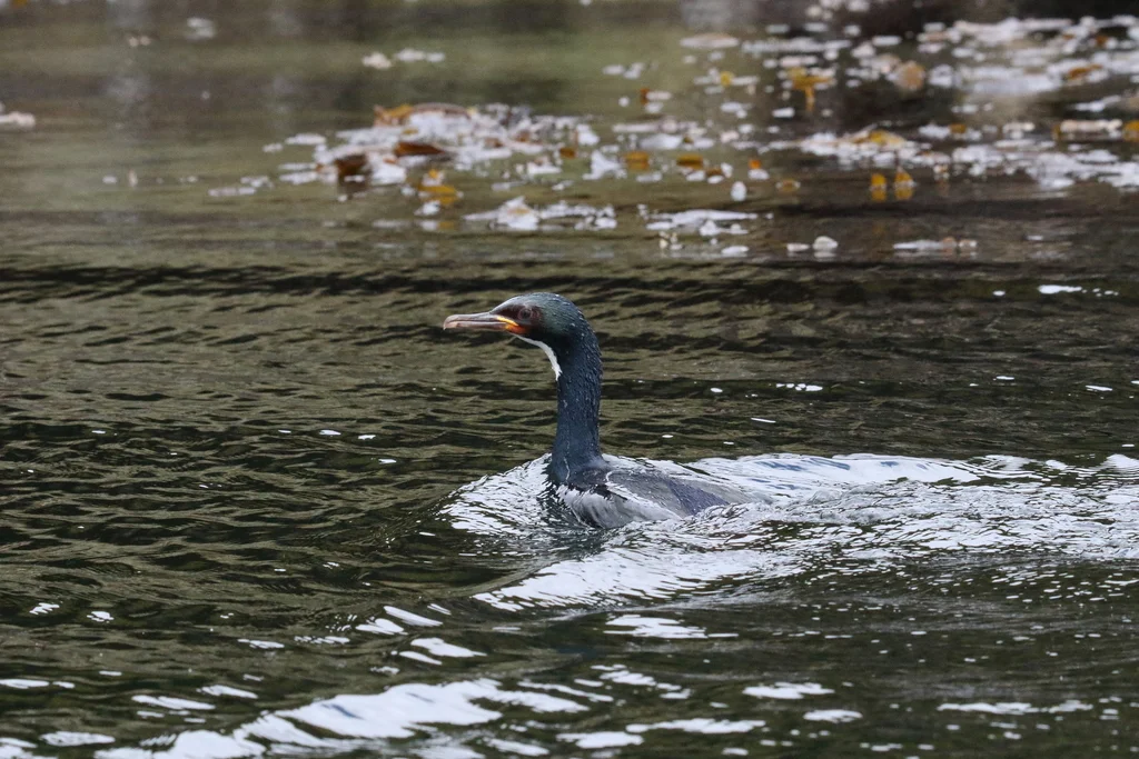 奥岛鸬鹚(Leucocarbo colensoi)