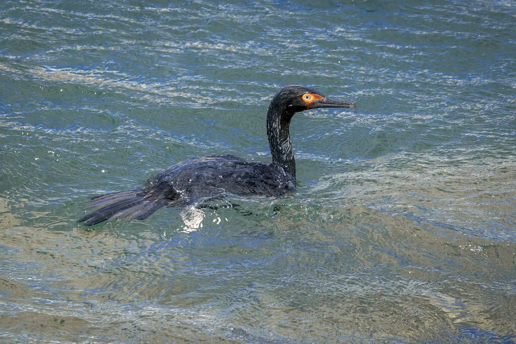 岩鸬鹚(Leucocarbo magellanicus)