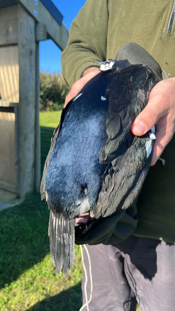 查岛鸬鹚(Leucocarbo onslowi)