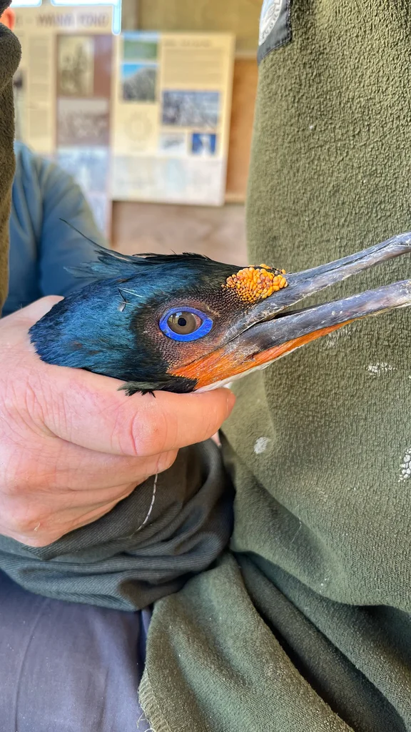 查岛鸬鹚(Leucocarbo onslowi)