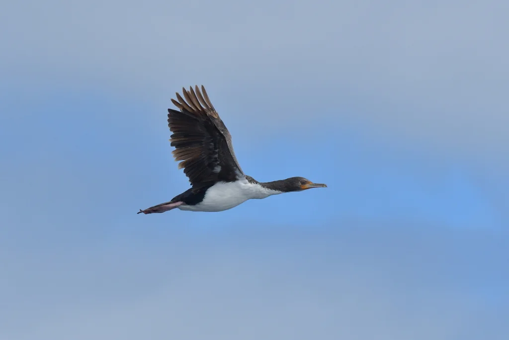 查岛鸬鹚(Leucocarbo onslowi)