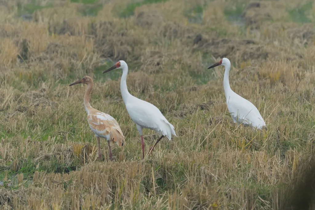 白鹤(Leucogeranus leucogeranus)
