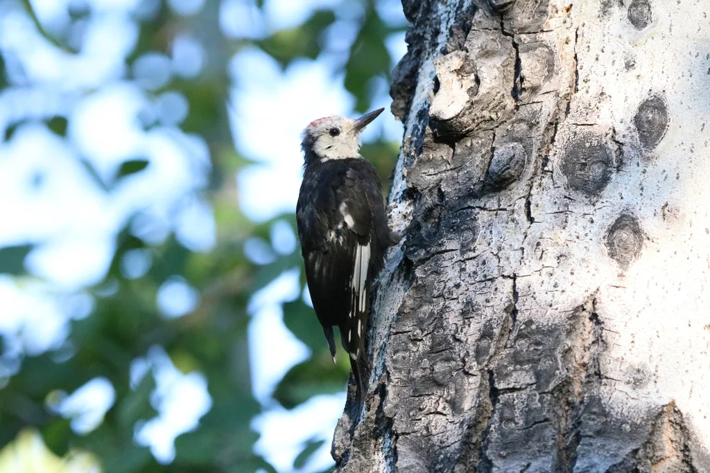 白头啄木鸟(Leuconotopicus albolarvatus)