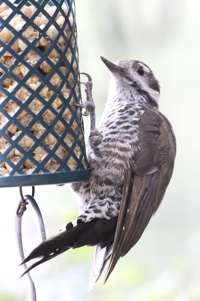 亚利桑那啄木鸟(Leuconotopicus arizonae)