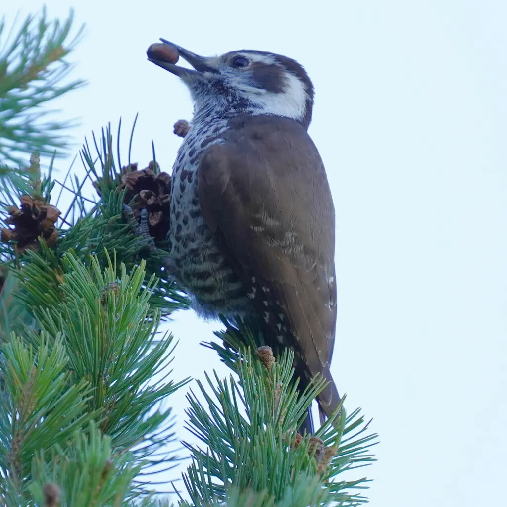 亚利桑那啄木鸟(Leuconotopicus arizonae)