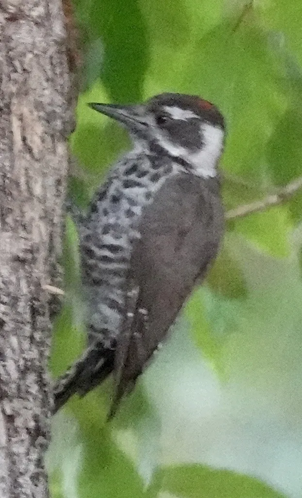 亚利桑那啄木鸟(Leuconotopicus arizonae)