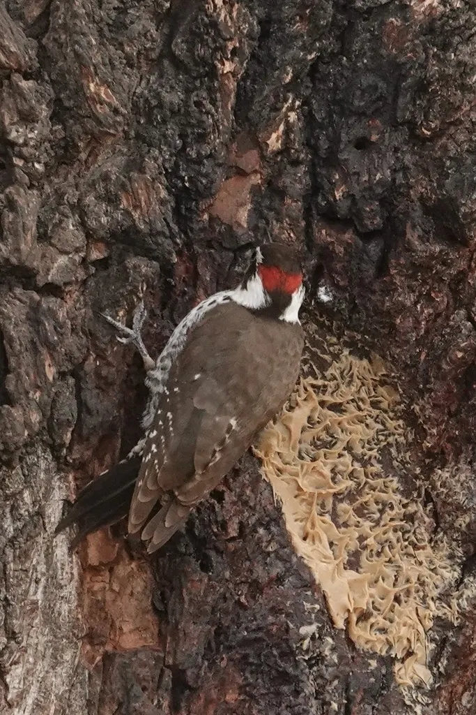 亚利桑那啄木鸟(Leuconotopicus arizonae)