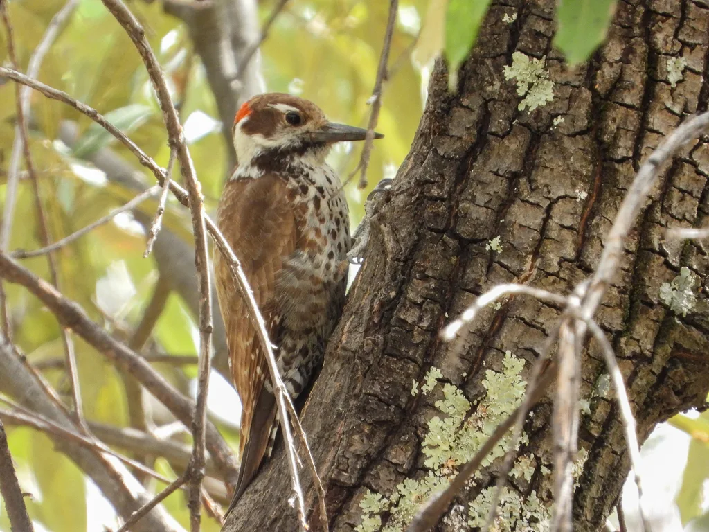 亚利桑那啄木鸟(Leuconotopicus arizonae)