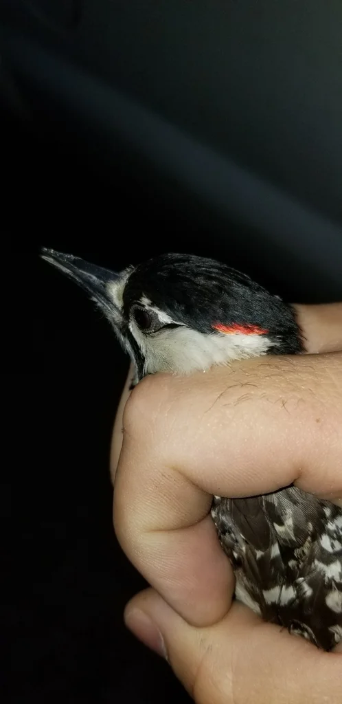 红顶啄木鸟(Leuconotopicus borealis)