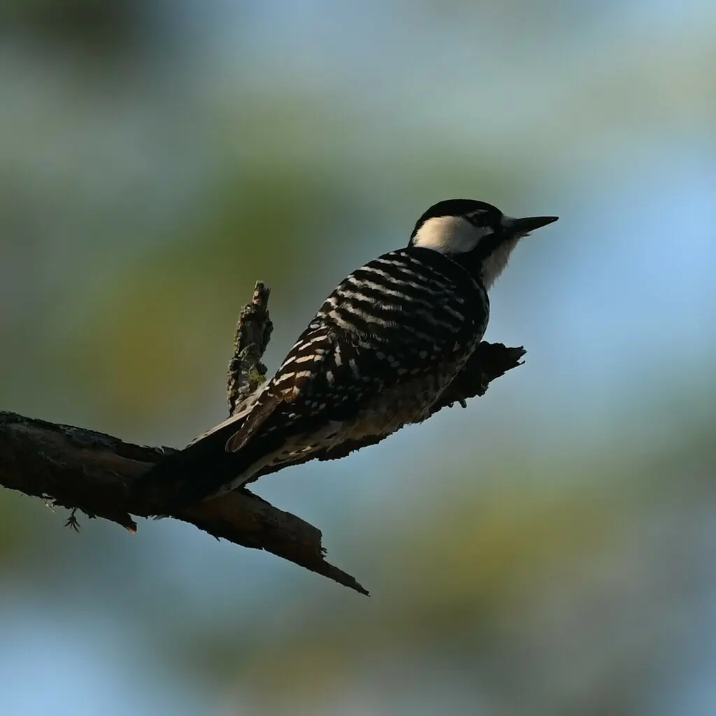 红顶啄木鸟(Leuconotopicus borealis)