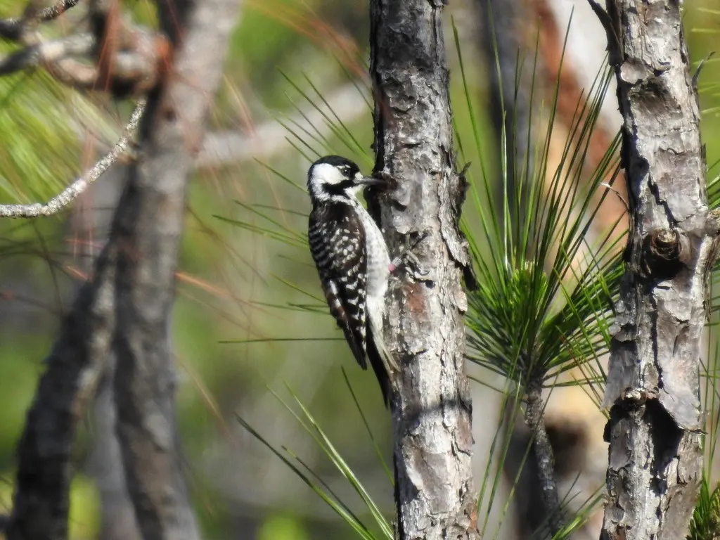 红顶啄木鸟(Leuconotopicus borealis)