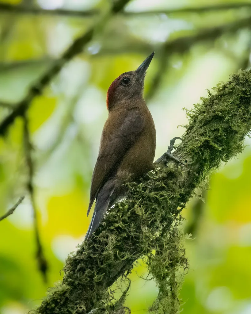 褐啄木鸟（Leuconotopicus fumigatus）