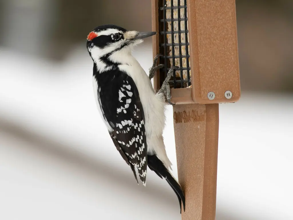 长嘴啄木鸟(Leuconotopicus villosus)