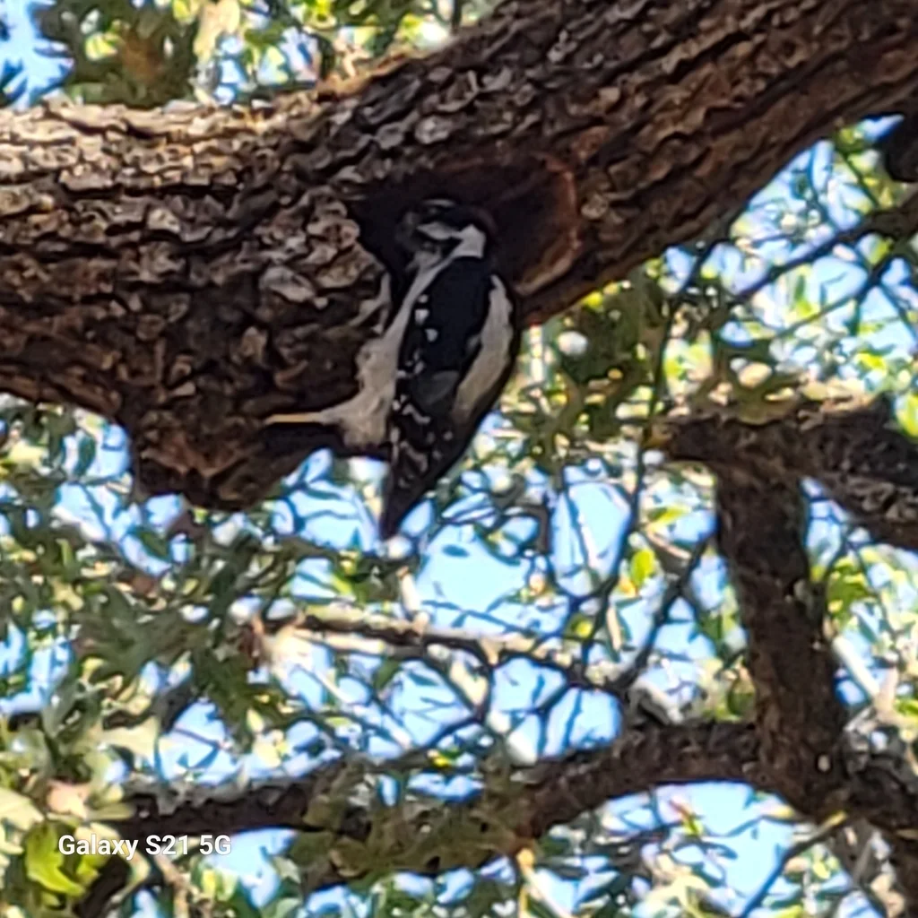 长嘴啄木鸟(Leuconotopicus villosus)