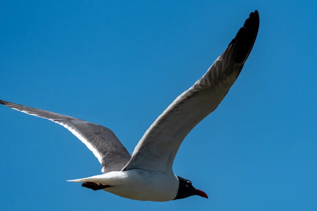 笑鸥(Leucophaeus atricilla)