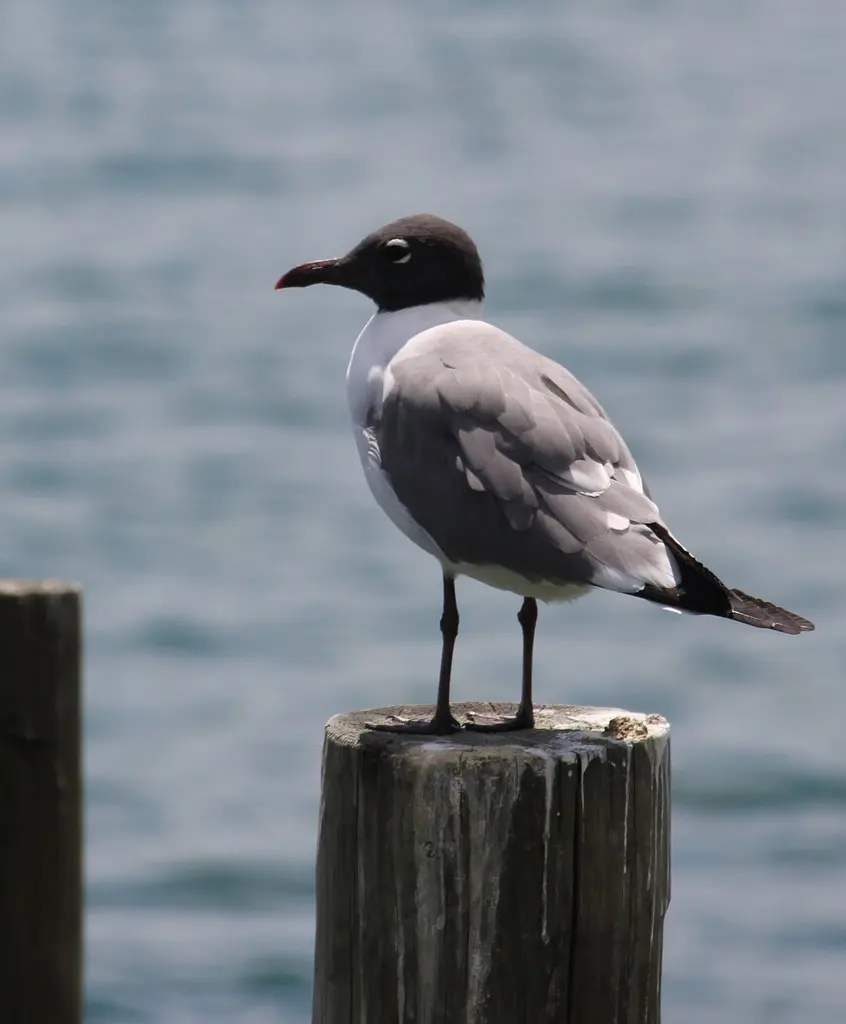 笑鸥(Leucophaeus atricilla)
