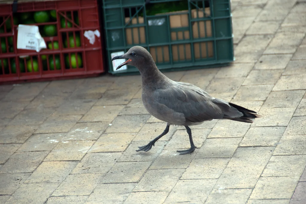 岩鸥(Leucophaeus fuliginosus)