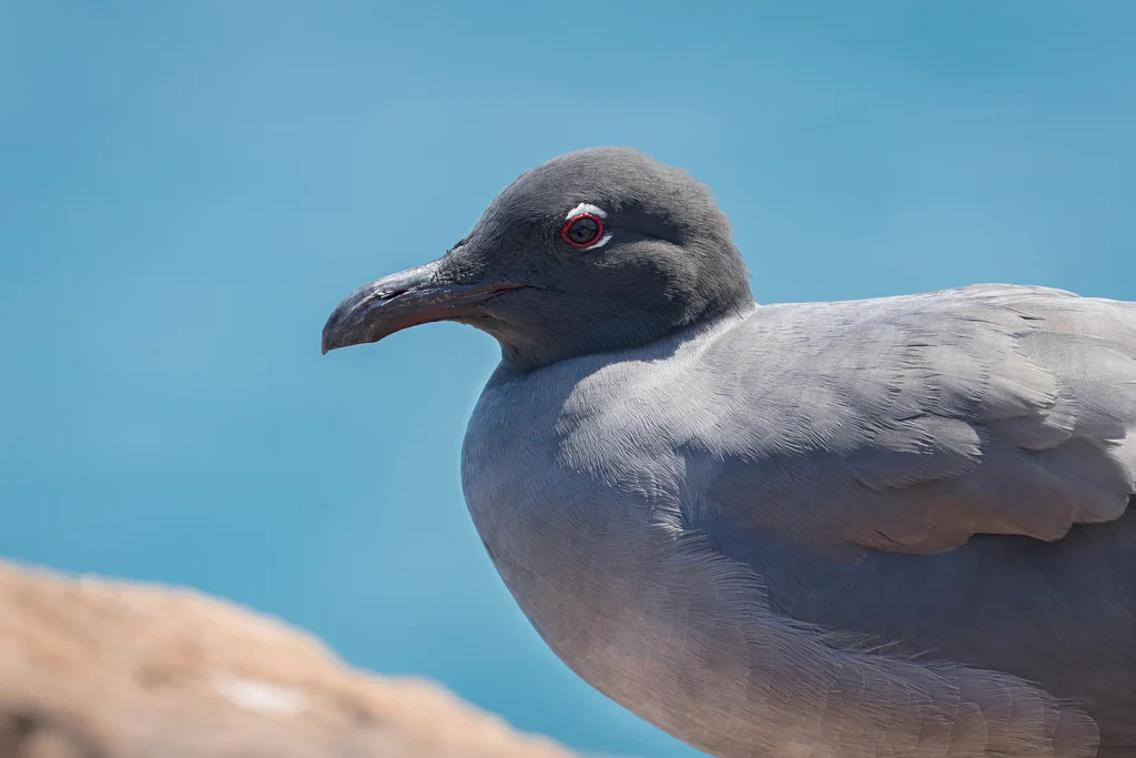 岩鸥(Leucophaeus fuliginosus)