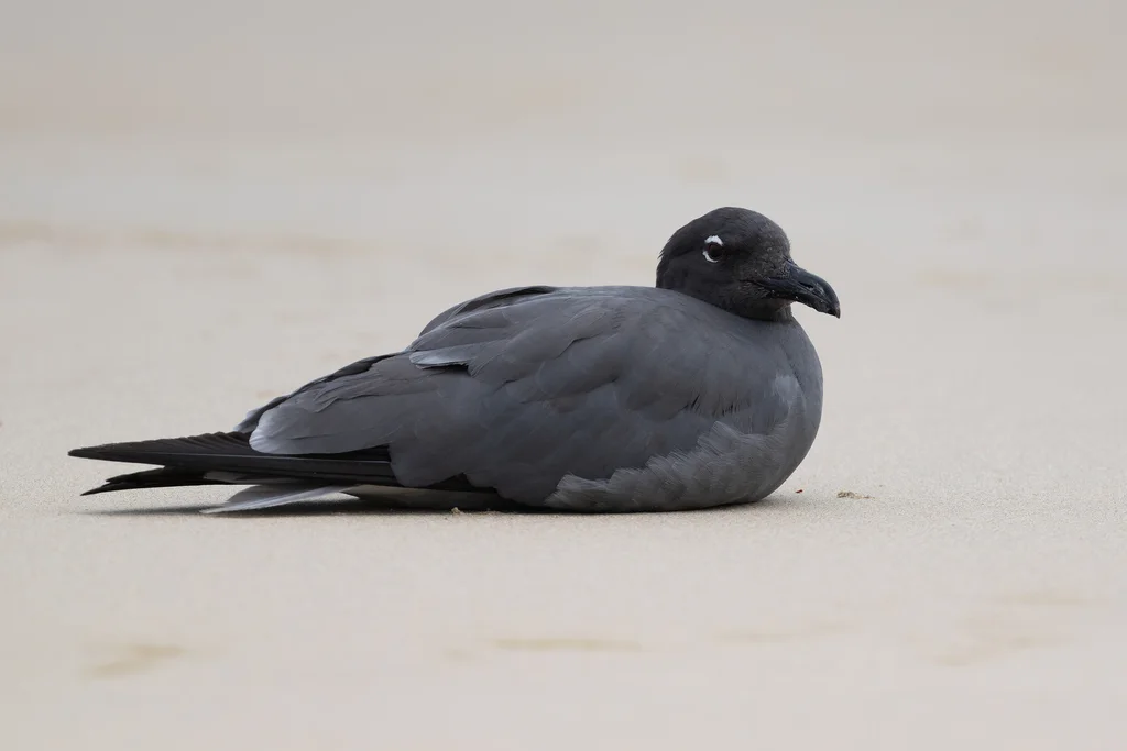 岩鸥(Leucophaeus fuliginosus)