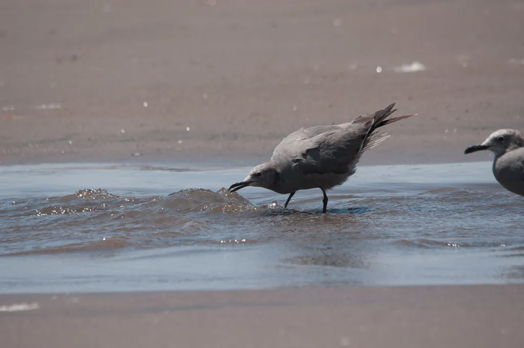 灰鸥(Leucophaeus modestus)