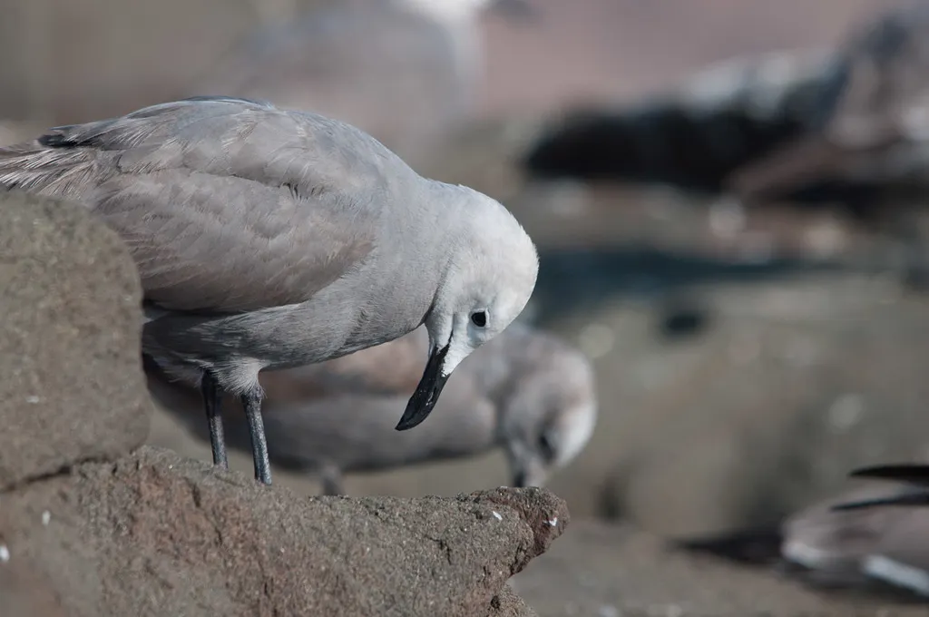 灰鸥(Leucophaeus modestus)