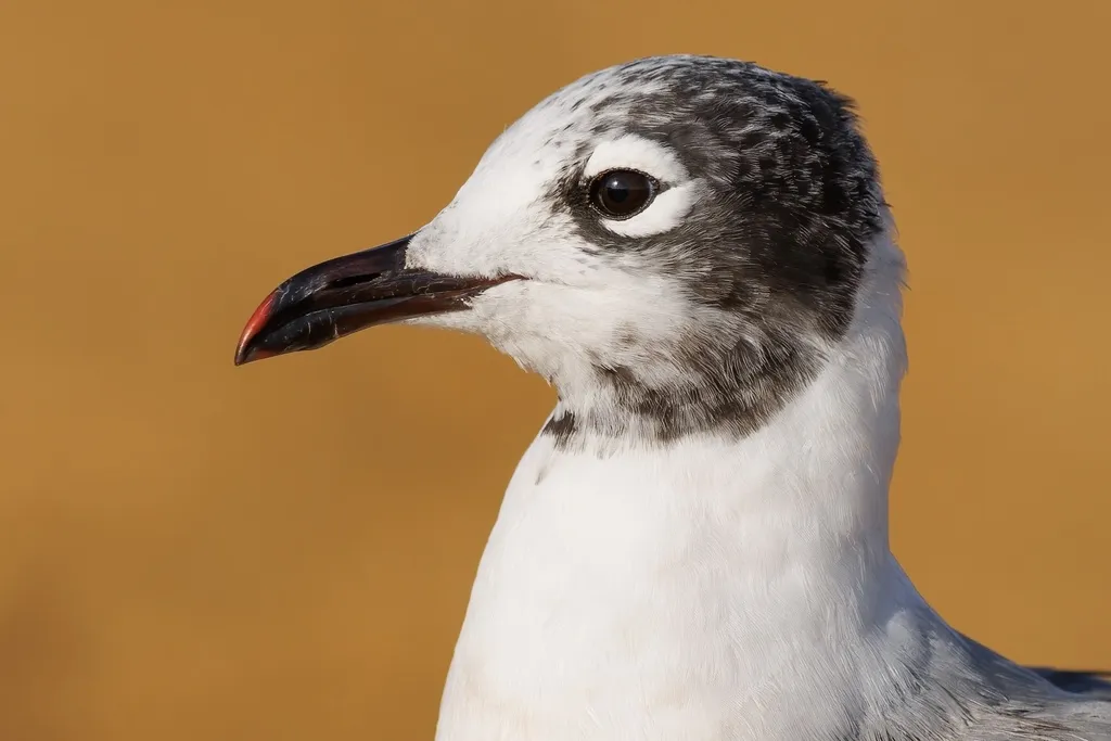 弗氏鸥(Leucophaeus pipixcan)