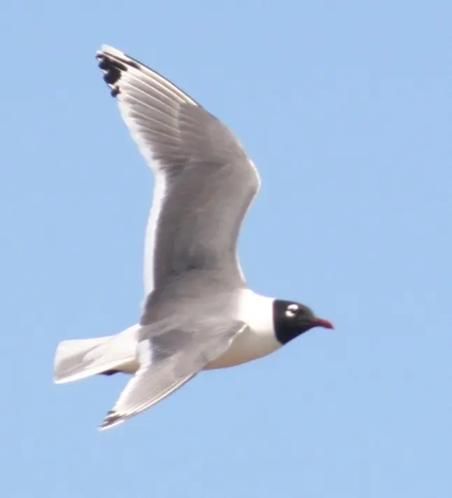 弗氏鸥(Leucophaeus pipixcan)