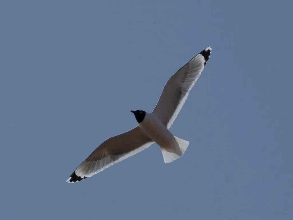 弗氏鸥(Leucophaeus pipixcan)