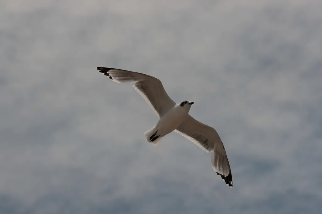 弗氏鸥(Leucophaeus pipixcan)