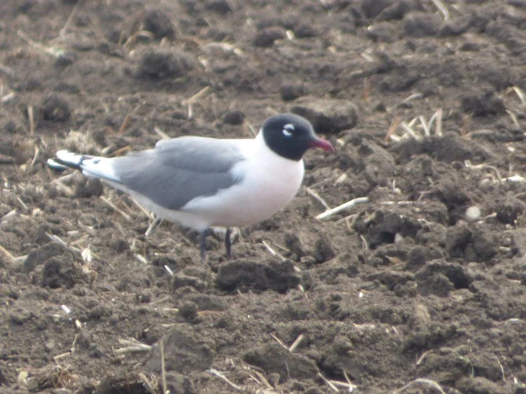 弗氏鸥(Leucophaeus pipixcan)