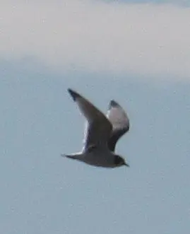 弗氏鸥(Leucophaeus pipixcan)