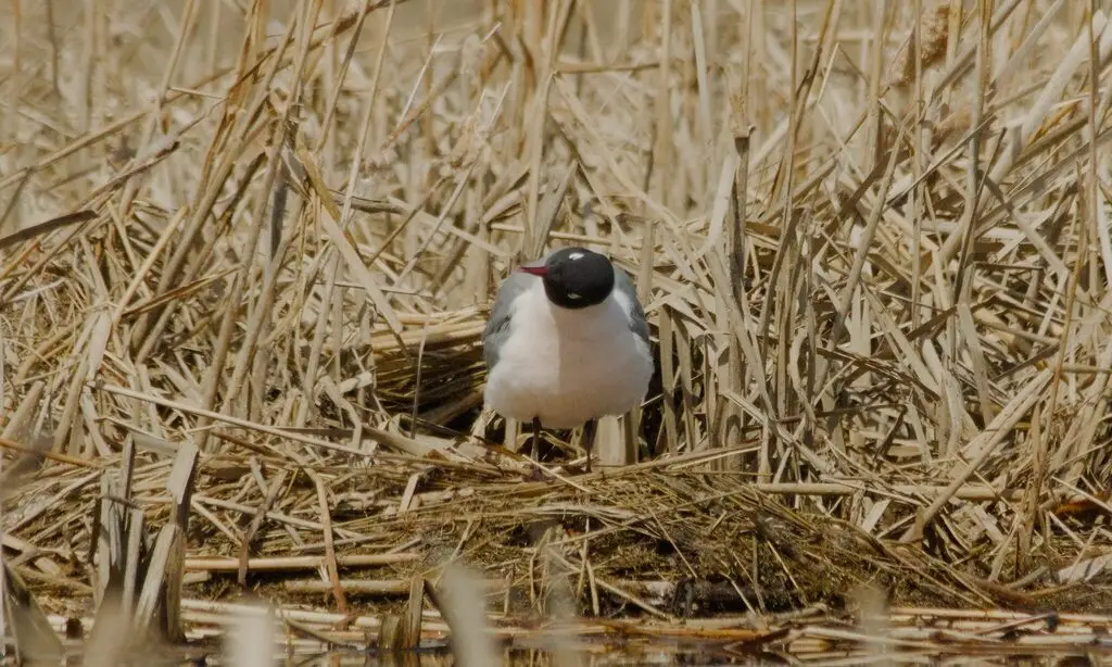 弗氏鸥(Leucophaeus pipixcan)